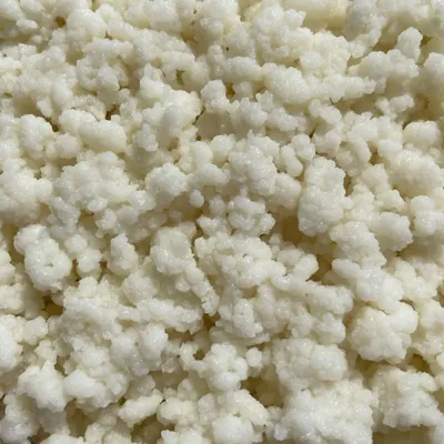 White milk kefir grains close up